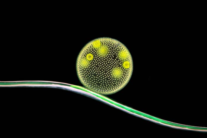 micrograph
