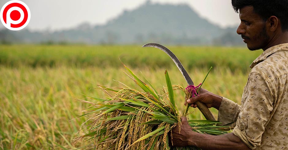india rice