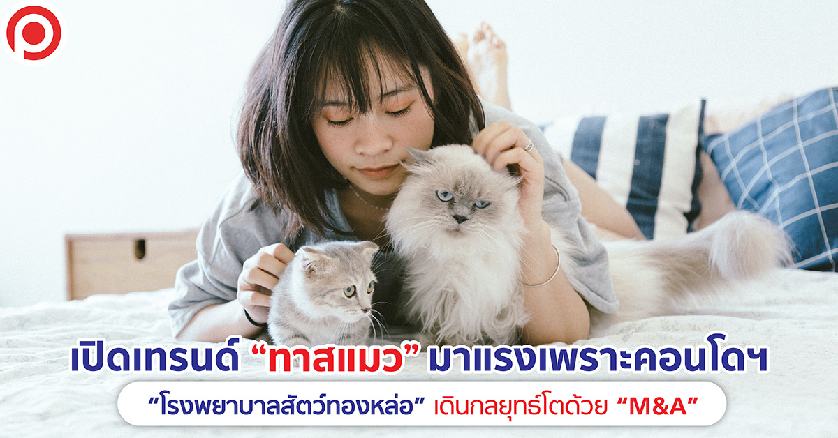 โรงพยาบาลสัตว์ทองหล่อ ทาสแมว