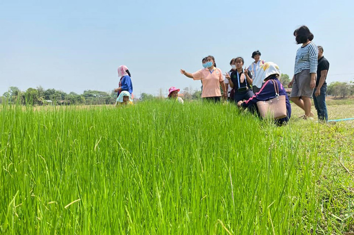 นาข้าว