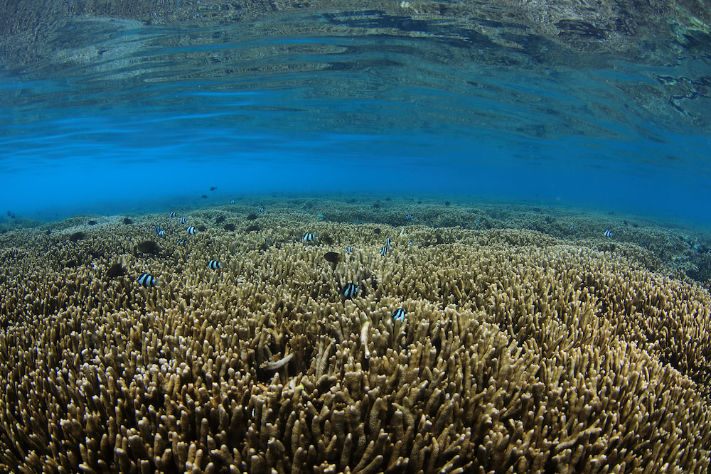 Crossroads_Maldives_16