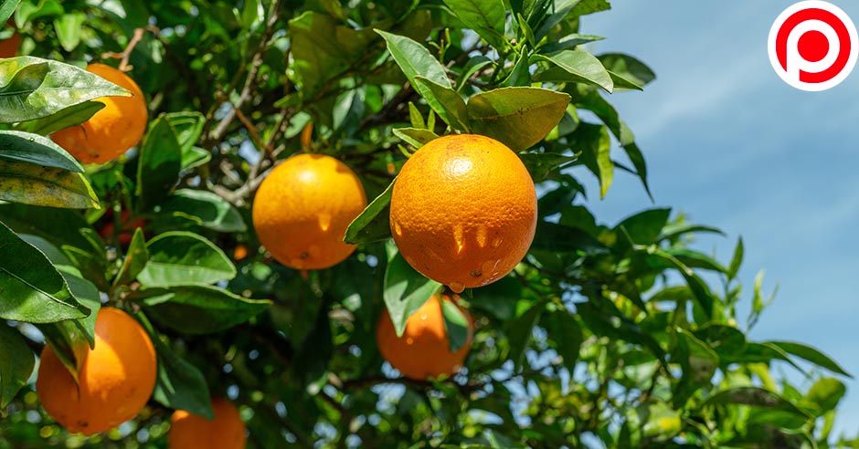 orange po