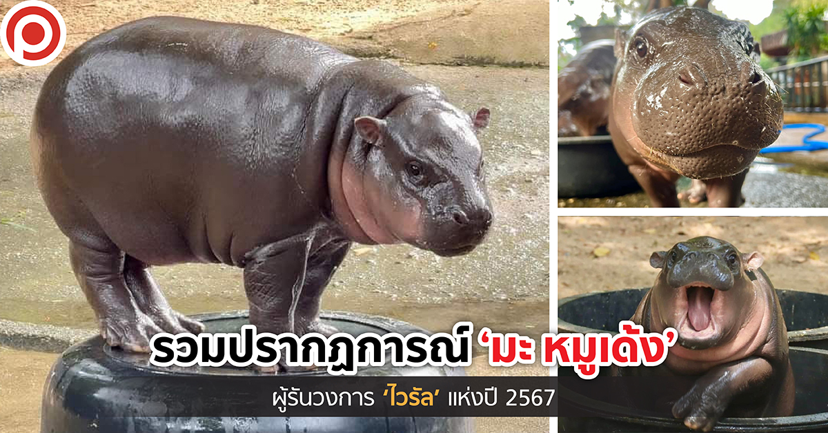 MAMOODENG67web