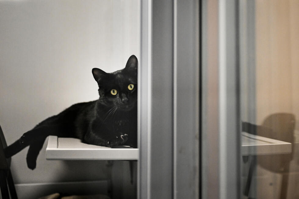 Pet