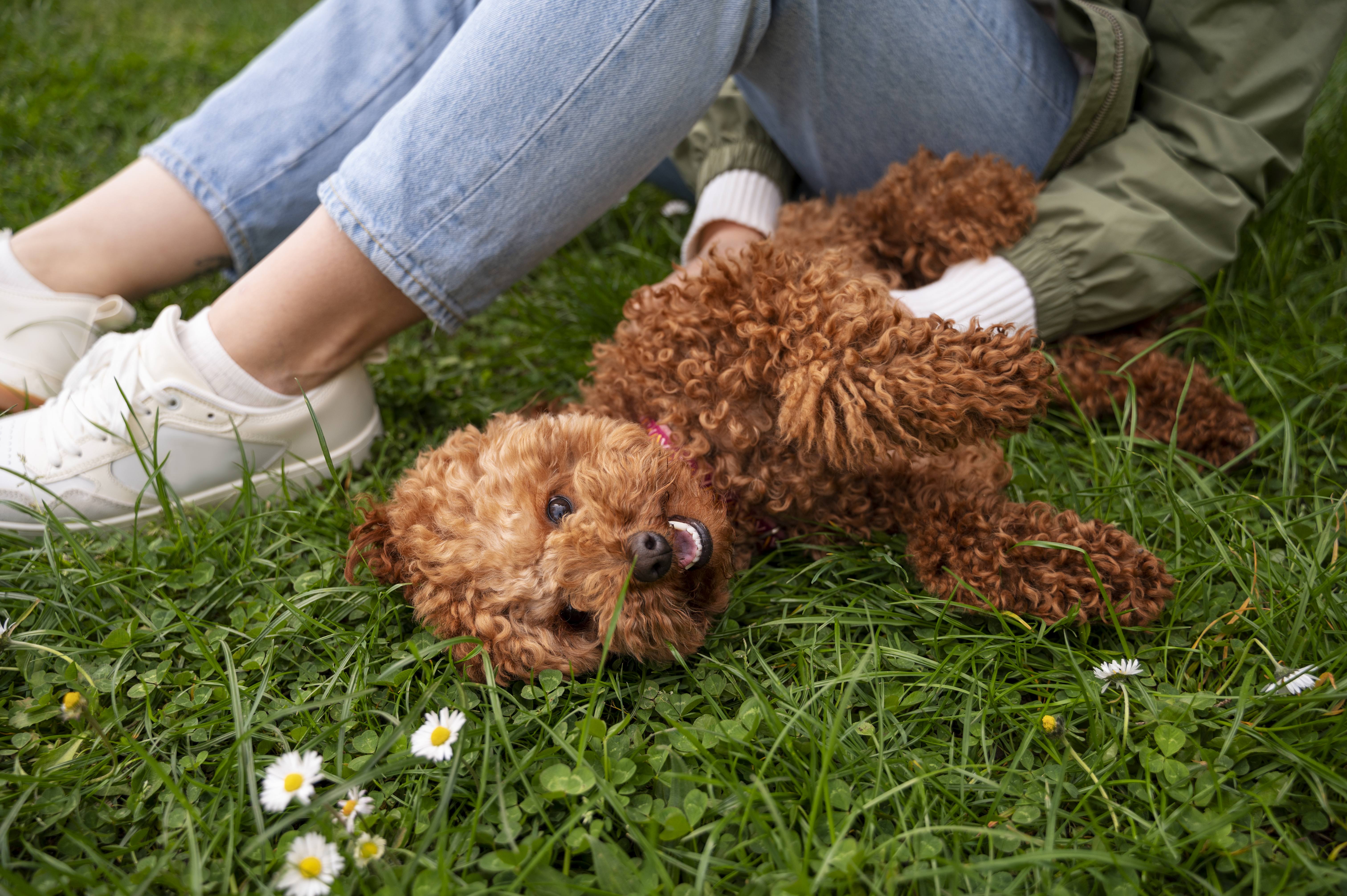 adorable-dog-park-nature-with-owner.jpg