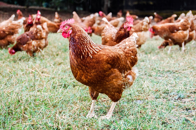 Cage-free Hens.jpg