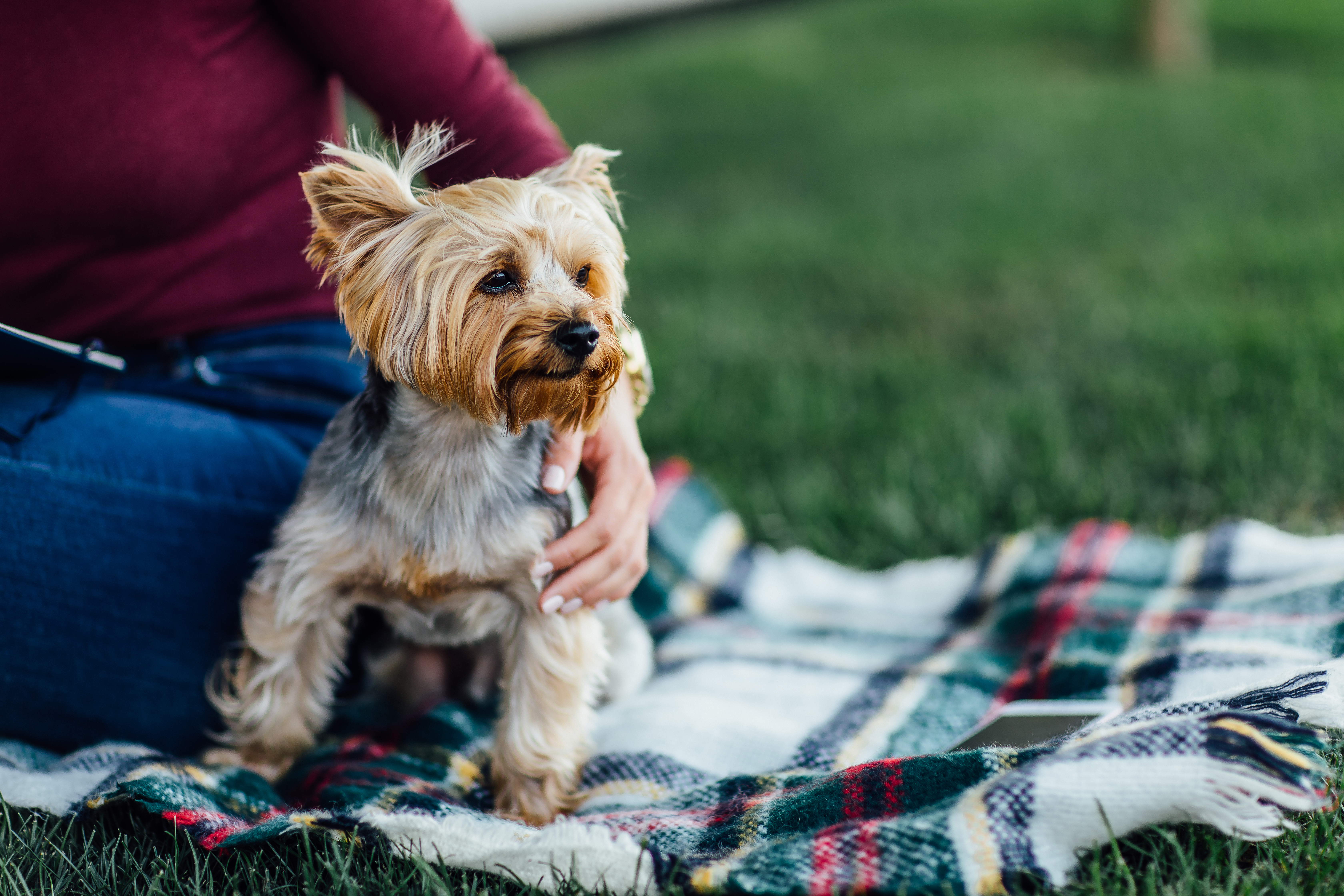 cutte-dog-blanket-small-dog-yorkshire-terrier-sunlight-bright-color-saturation-unity-with-nature-pets-picnic-time.jpg