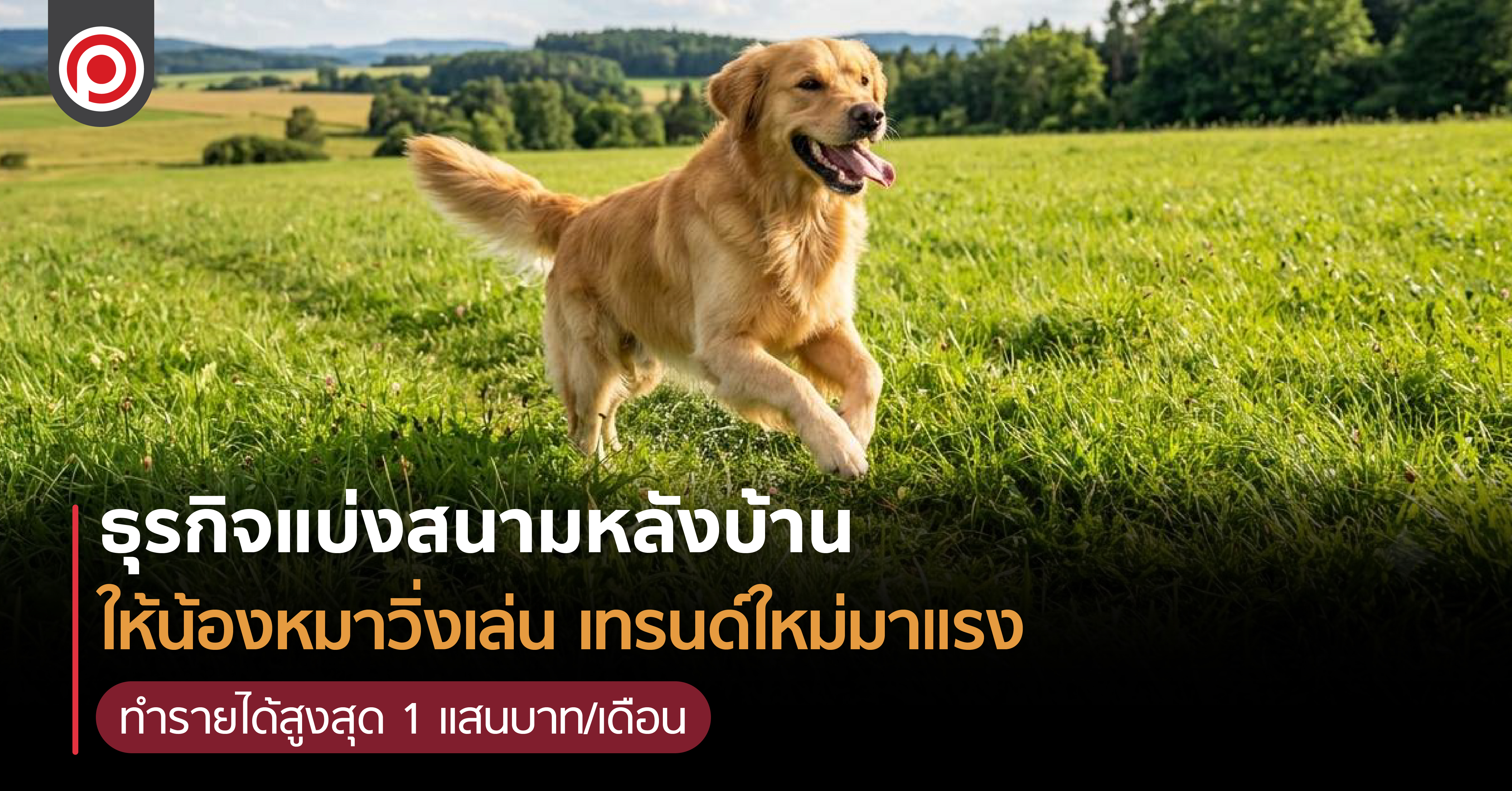 DOGSLAND-01.jpg